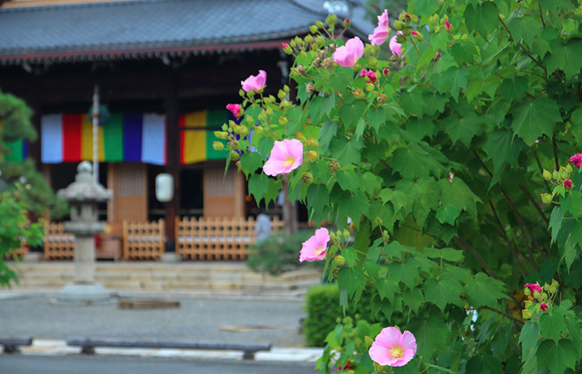 近隣の寺院で静寂の美に身をゆだねるひとときを。