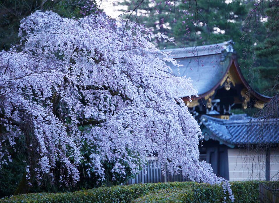 京都散策