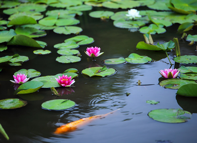 朝、花開く睡蓮を観に平安神宮へ。梅雨の京都は風情がより感じることができる季節。青もみじやあじさい、ショウブが美しく、苔寺ではみずみずしい木花をお愉しみいただけます。