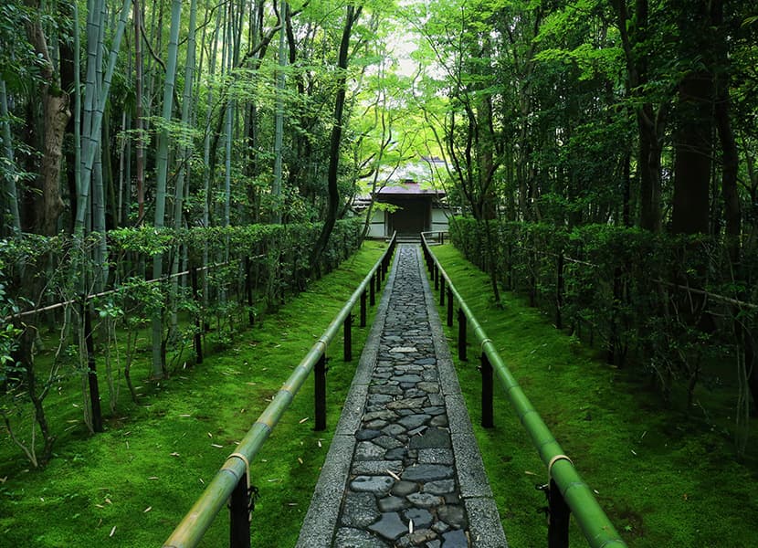 朝、花開く睡蓮を観に平安神宮へ。梅雨の京都は風情がより感じることができる季節。青もみじやあじさい、ショウブが美しく、苔寺ではみずみずしい木花をお愉しみいただけます。