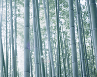 BAMBOO