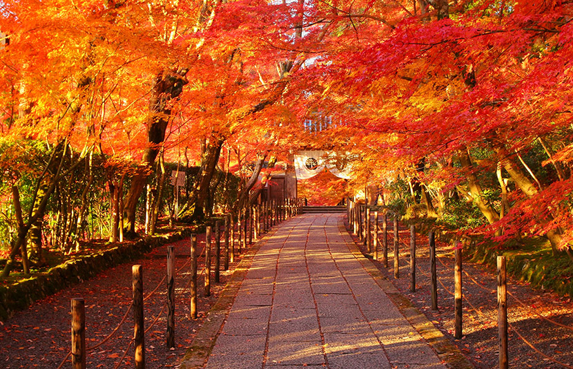 近隣の寺院で静寂の美に身をゆだねる散策を。