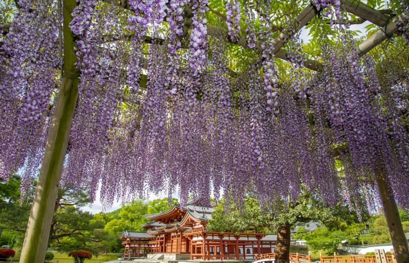 近隣の寺院で静寂の美に身をゆだねる