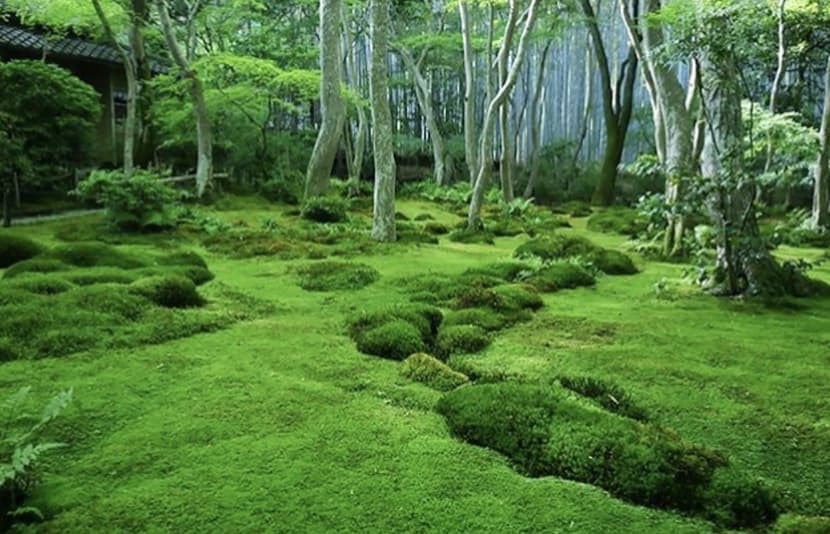 近隣の寺院で静寂の美に身をゆだねる散策を。